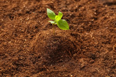 Bahçede yetişen yeşil tohum