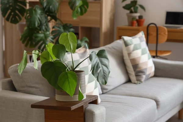 Plante Intérieur Verte Sur Canapé Dans Salon — Photo