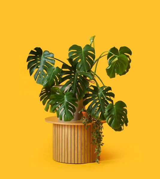 Tisch Mit Monstera Zimmerpflanze Auf Gelbem Hintergrund — Stockfoto