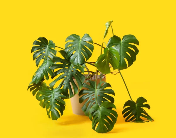 Monstera Zimmerpflanze Auf Gelbem Hintergrund — Stockfoto