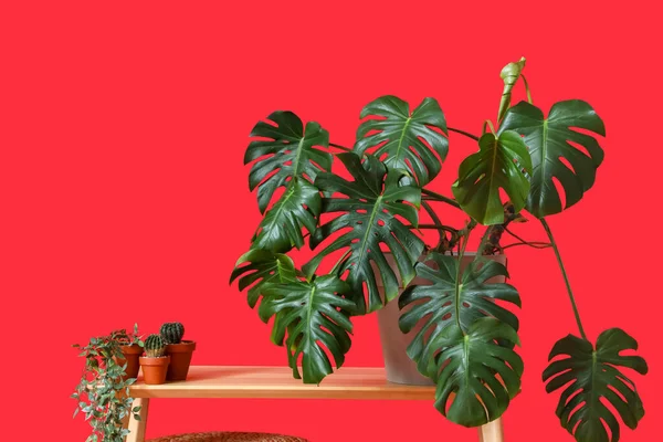 Стол Комнатными Растениями Красном Фоне — стоковое фото
