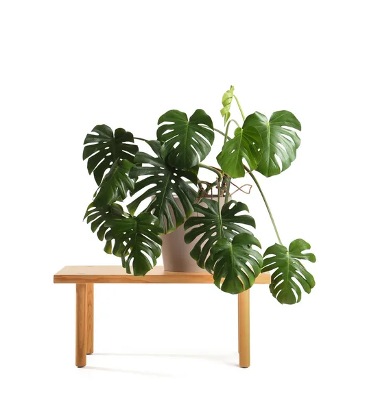 Table Avec Plante Intérieur Monstera Sur Fond Blanc — Photo