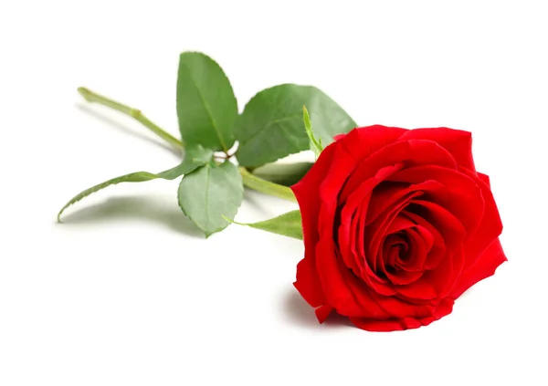 Schöne Rote Rose Auf Weißem Hintergrund — Stockfoto
