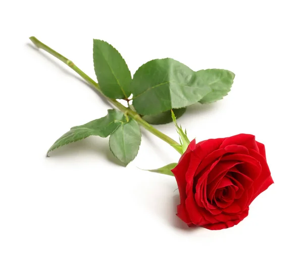 白色背景上美丽的红玫瑰 — 图库照片