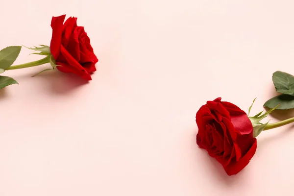 Όμορφα Κόκκινα Τριαντάφυλλα Ροζ Φόντο — Φωτογραφία Αρχείου