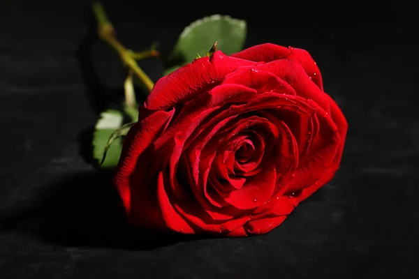 Beautiful Red Rose Black Background — Stock Photo, Image