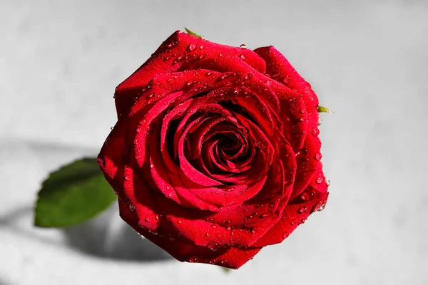 浅色背景的美丽的红玫瑰 — 图库照片