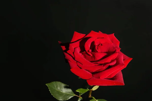 Mooie Rode Roos Zwarte Achtergrond — Stockfoto