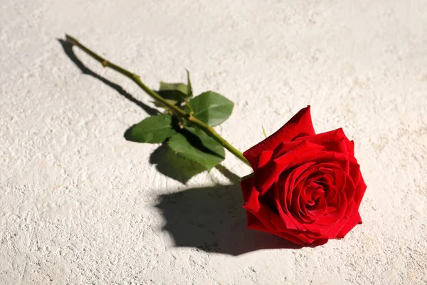 Vase Mit Schöner Roter Rose Auf Hellem Hintergrund — Stockfoto