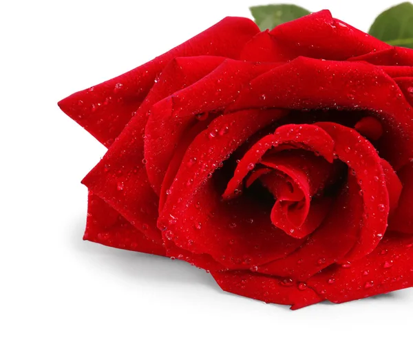 Beautiful Red Rose White Background — Stock Photo, Image