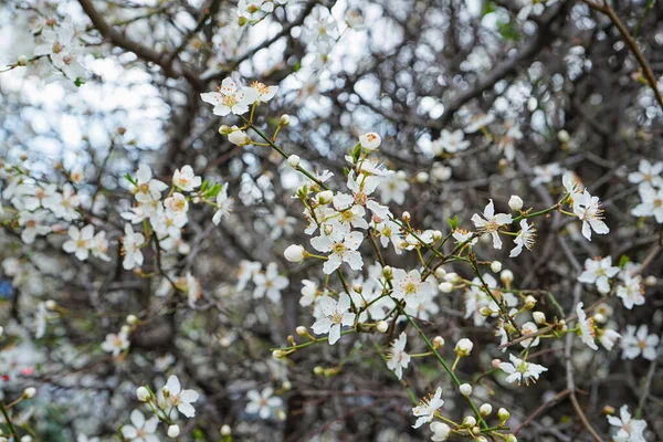 Прекрасные Цветущие Ветви Весенний День Крупный План — стоковое фото