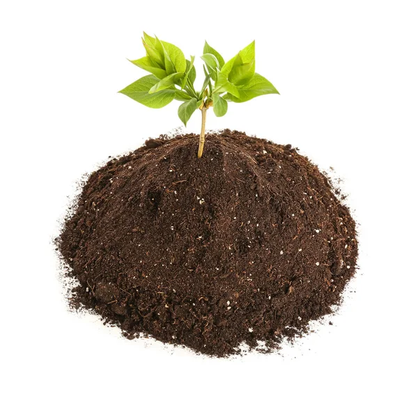 Green Seedling Heap Soil White Background — Stock Photo, Image