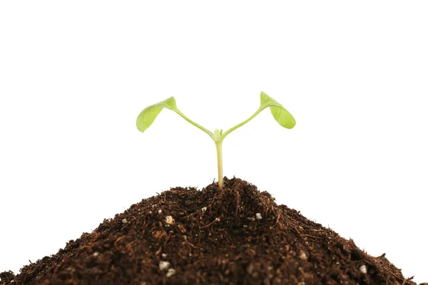 Green Seedling Heap Soil White Background — Stock Photo, Image