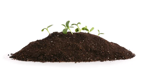Green Seedlings Heap Soil White Background — Stock Photo, Image