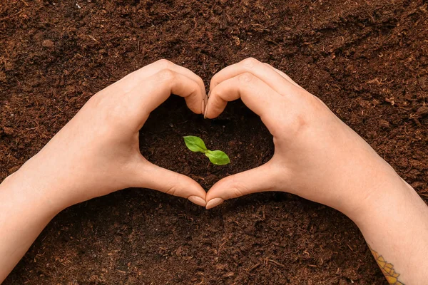 stock image Woman making heart with her hands and green seedling outdoors