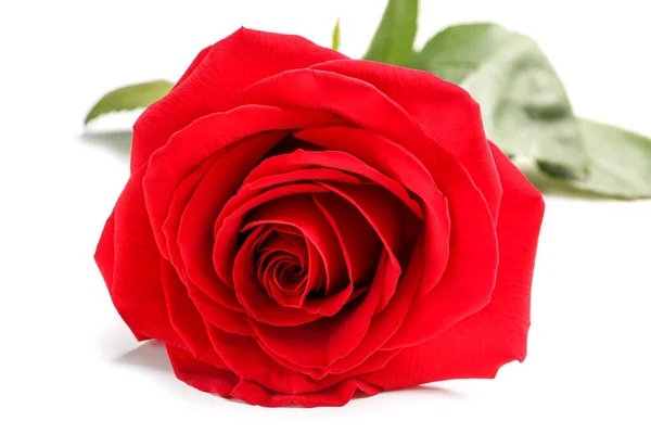 Beautiful Red Rose White Background Stock Photo
