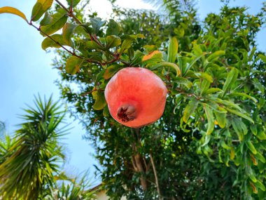 Açık havada, ağaçta yetişen nar, yakın plan.