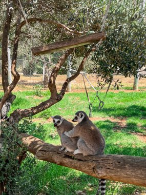 Hayvanat bahçesindeki ağaçta oturan halka kuyruklu lemurlar.
