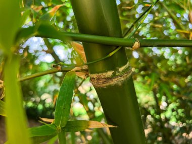 Yeşil bambu gövdesi dışarıda, yakın plan.
