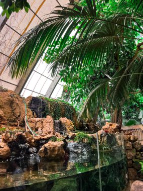 Göletli ve palmiyeli tropik sera manzarası