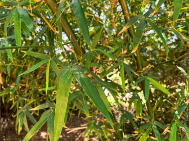 Bambu sapları açık havada, yakın planda.