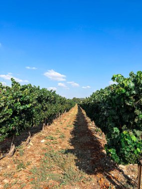 Olgun üzümlü üzüm tarlası