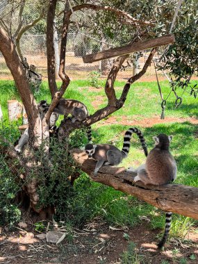 Hayvanat bahçesindeki ağaçta oturan halka kuyruklu lemurlar.