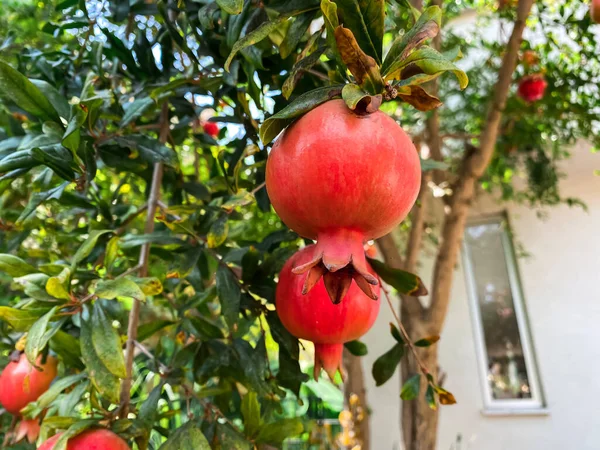 stock image Pomegranates growing on tree outdoors, closeup