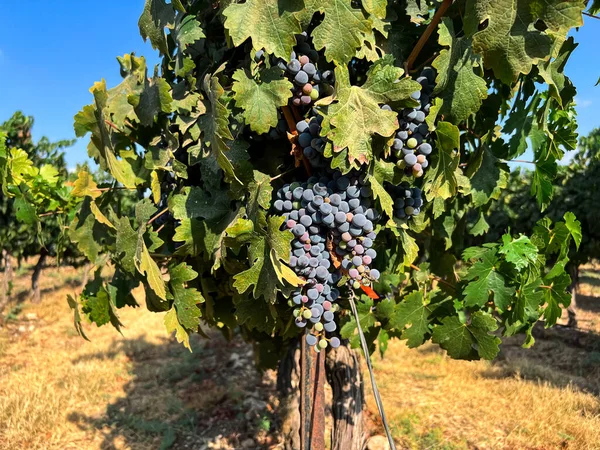 Bunches Ripe Grape Vineyard Closeup — Stock Photo, Image