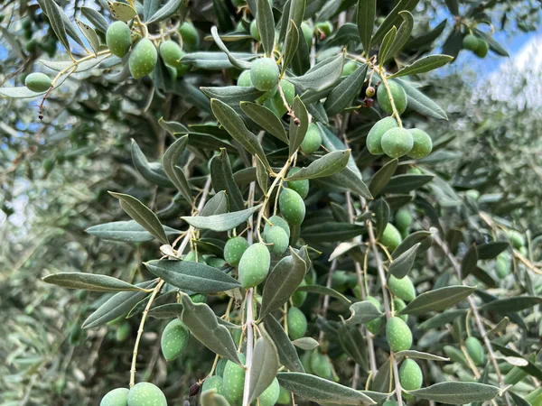 Tree Unripe Green Olives Outdoors Closeup — Stock Photo, Image
