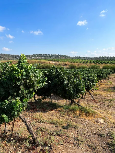 Plantation Vineyard Ripe Grapes — Stock Photo, Image