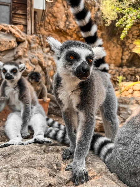 Hayvanat Bahçesinde Halka Kuyruklu Lemur Yakın Plan — Stok fotoğraf