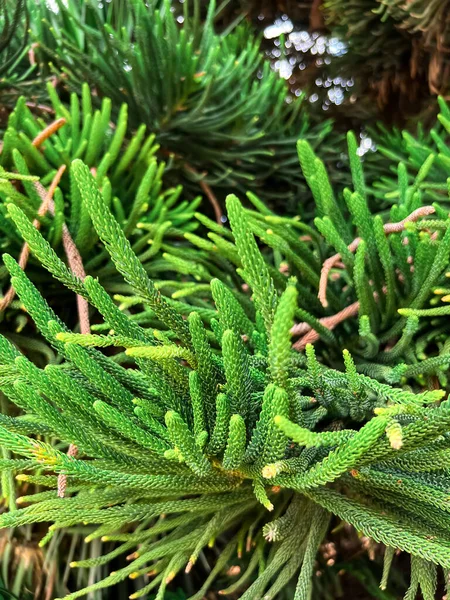 View Beautiful Evergreen Plant Outdoors Closeup — Stock Photo, Image