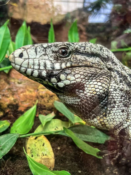 Beautiful lizard in zoological garden, closeup