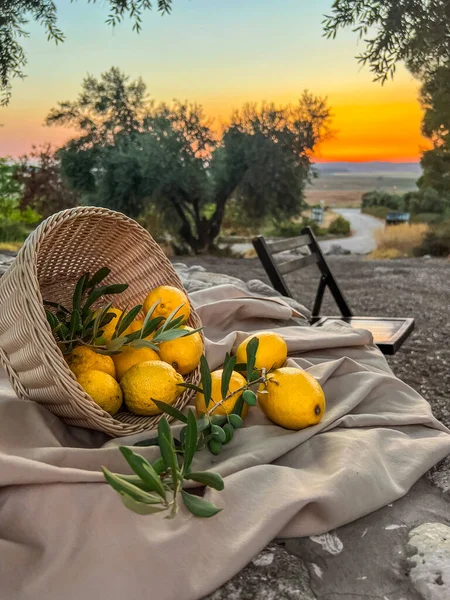 Basket Lemons Olive Branches Stone Countryside Sunset Closeup — Stock Photo, Image