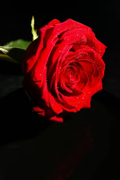 Лоток Красивою Червоною Трояндою Чорному Тлі — стокове фото