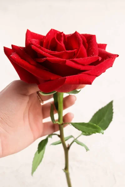 Weibliche Hand Mit Schöner Roter Rose Auf Weißem Hintergrund — Stockfoto