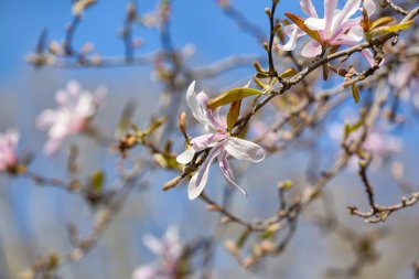 Bahar günü Magnolia çiçekleri açan ağaç dalları, yakın plan.