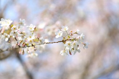 Çiçekli Sakura şubesi bahar günü, yakın plan.