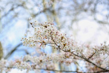 Çiçekli Sakura dalları bahar günü, yakın plan.