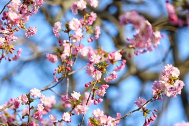 Çiçekli Sakura dalları bahar günü, yakın plan.