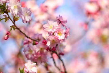 Çiçekli Sakura şubesi bahar günü, yakın plan.
