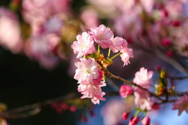Çiçekli Sakura şubesi bahar günü, yakın plan.