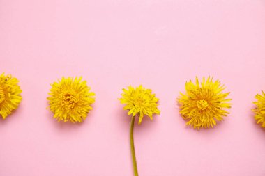 Pembe arka planda parlak sarı karahindibalar