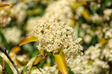 Açık havada çiçek açan uğur böceği, yakın plan.