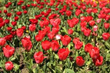 Güzel kırmızı laleler bahar günü, yakın plan.