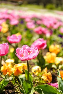 Güzel pembe lale bahar günü, yakın plan.