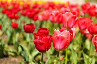 Güzel kırmızı laleler bahar günü, yakın plan.