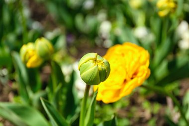 Bahar günü güzel lale, yakın çekim.