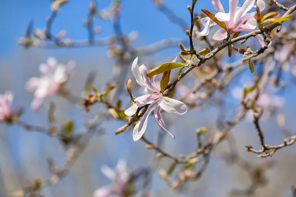 stock image Tree branches with blooming Magnolia flowers on spring day, closeup